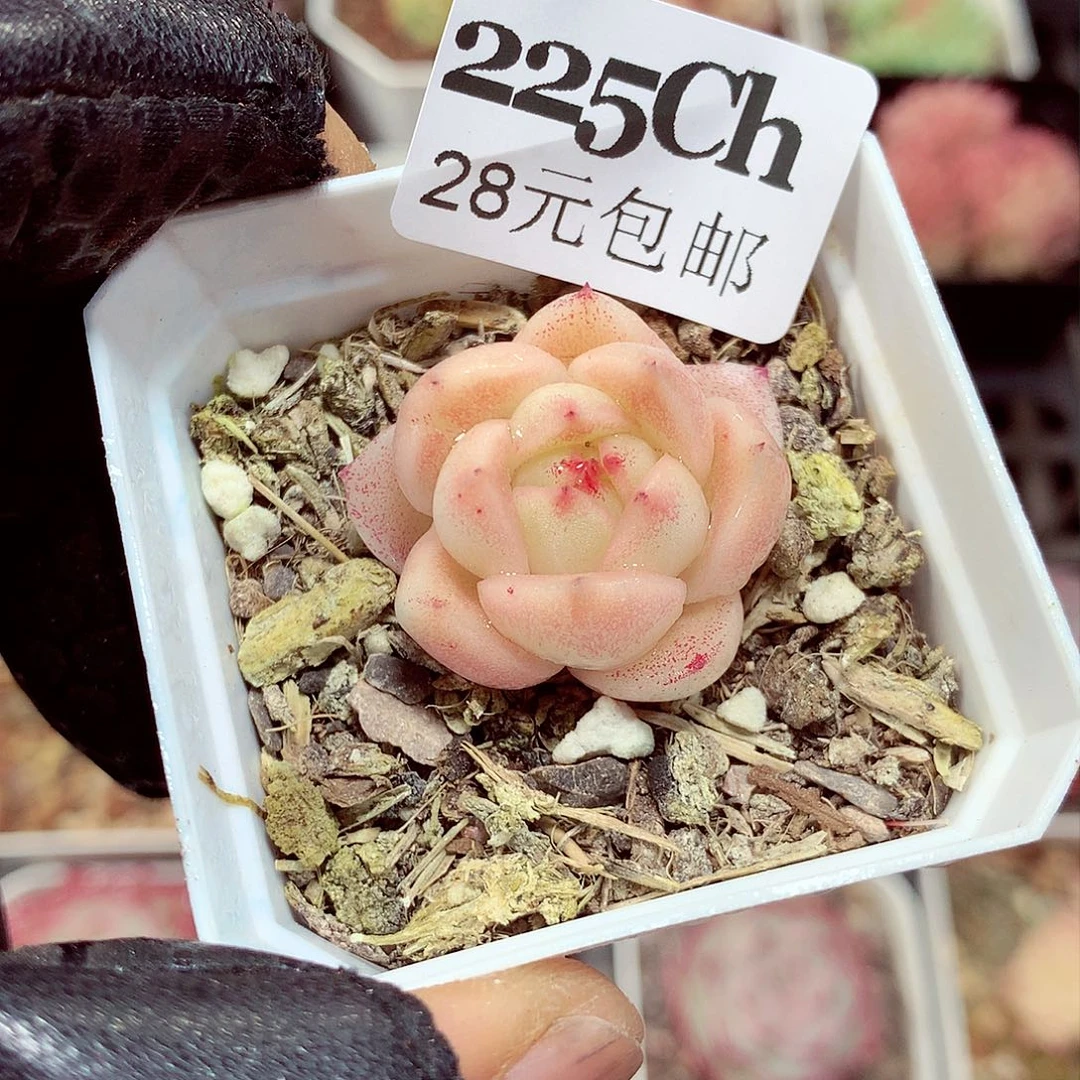 5厘米盆精控多肉225