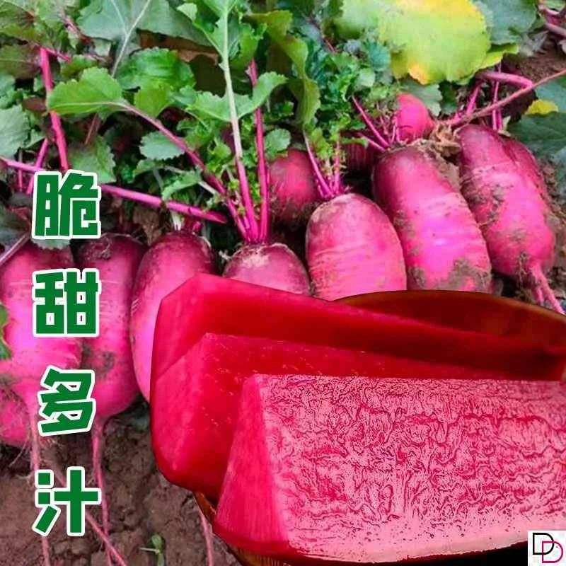 【任意满5包包邮】凤梨水果萝卜种子沙窝甜脆型萝卜子籽红心红皮