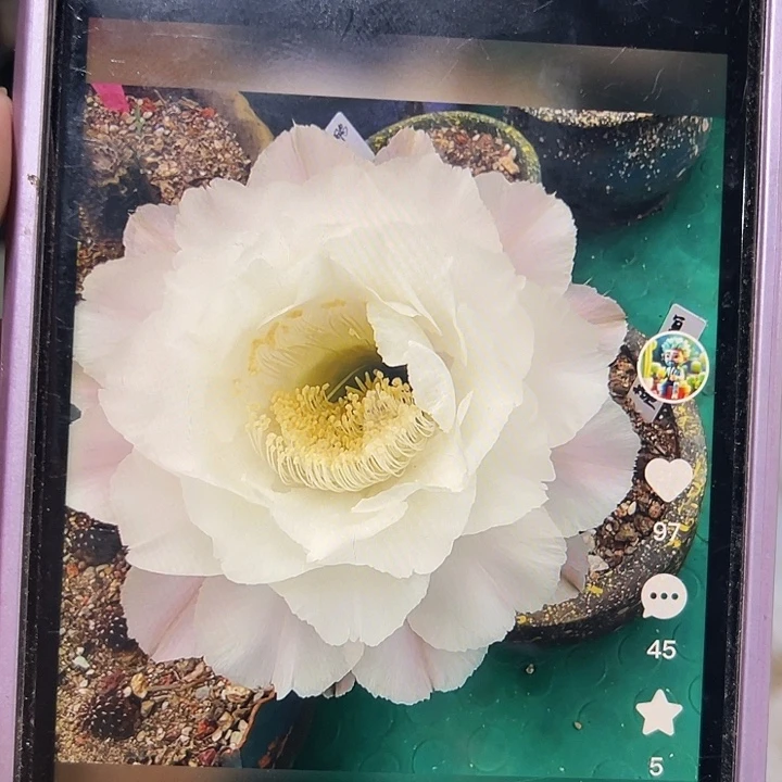 彩草圣洁莲花侧芽三公分