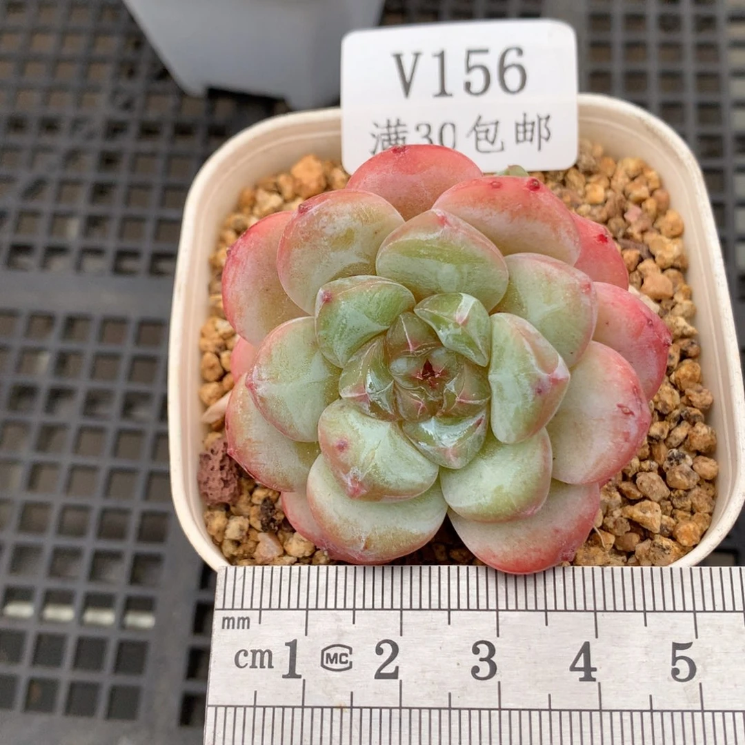 156厚梦双头冠服4.5