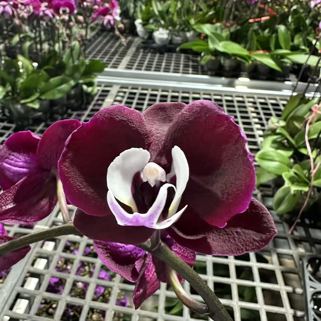 蝴蝶兰[米歇尔返祖变异]高端盆栽带苞带花昆明源头基地直发
