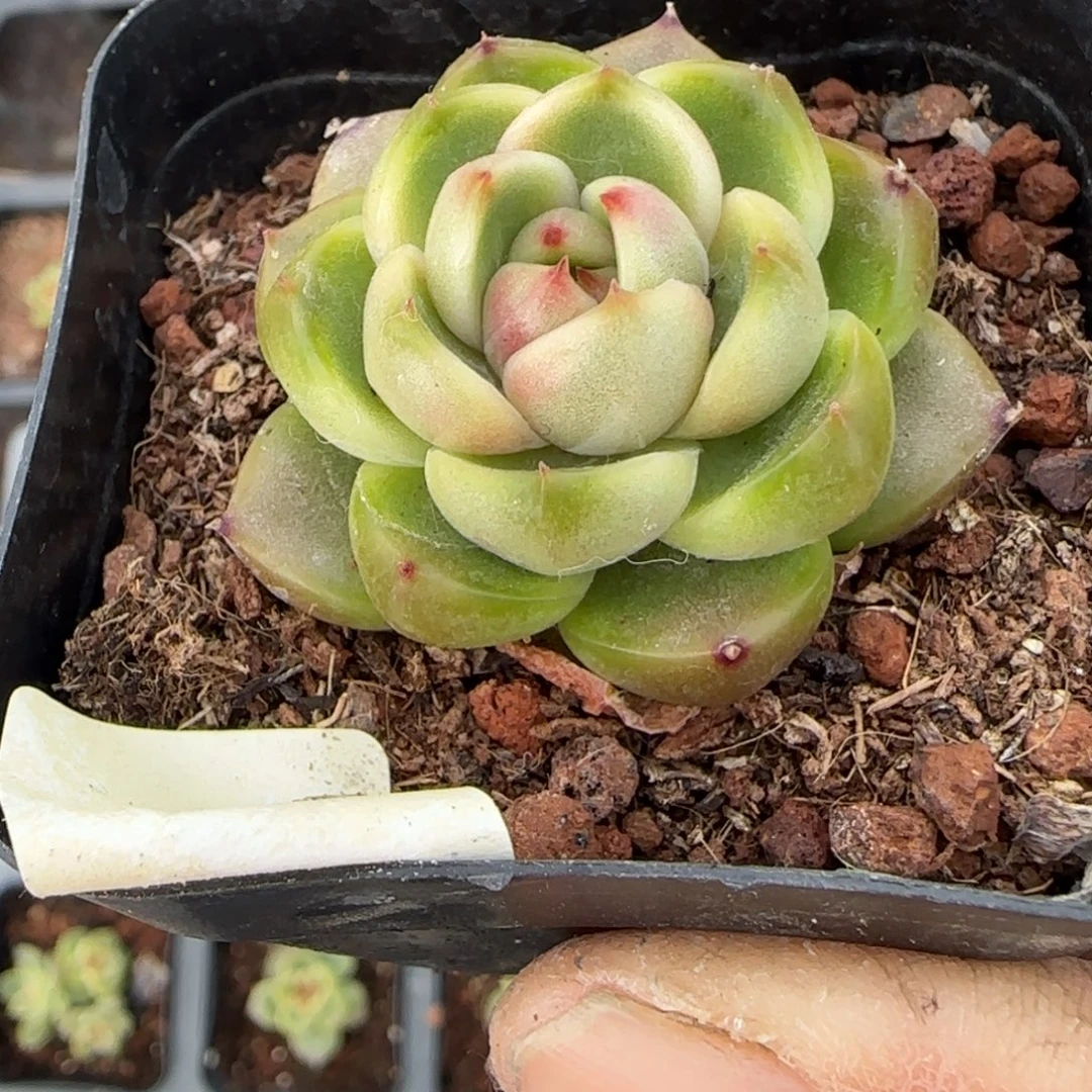 多肉小卡拉米糖心一物一拍