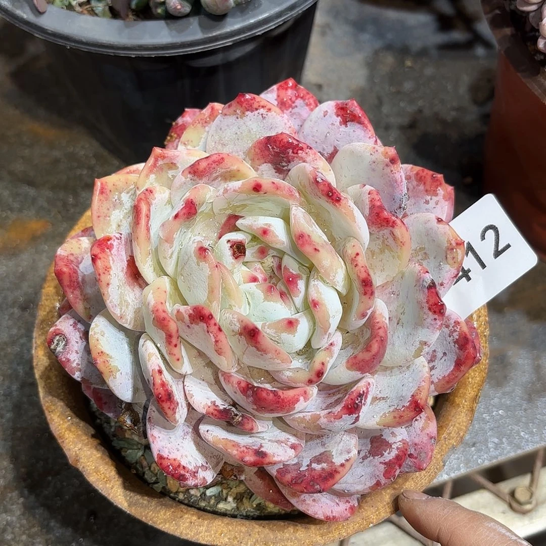 同温层多肉雪天使412