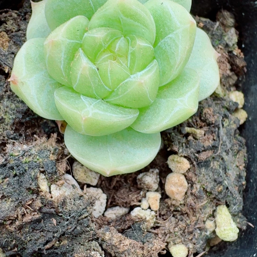 多肉杂交一物一拍20-52