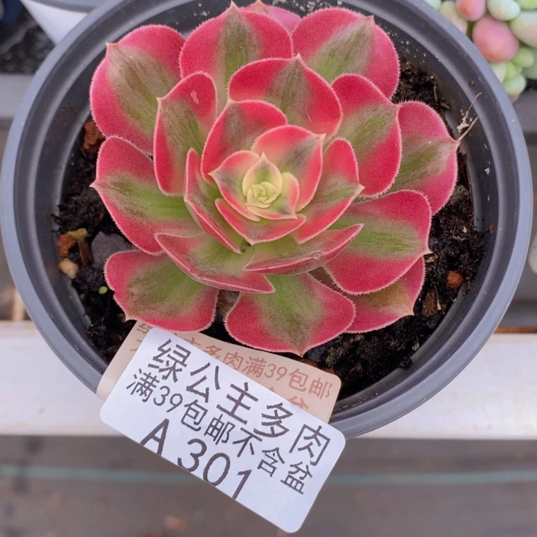 法师锦5cm301多肉植物