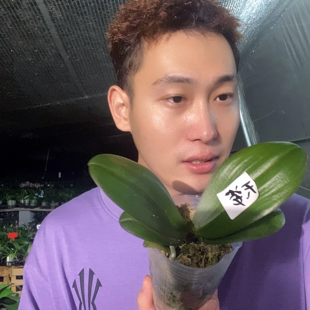 无花朵天资蝴蝶兰