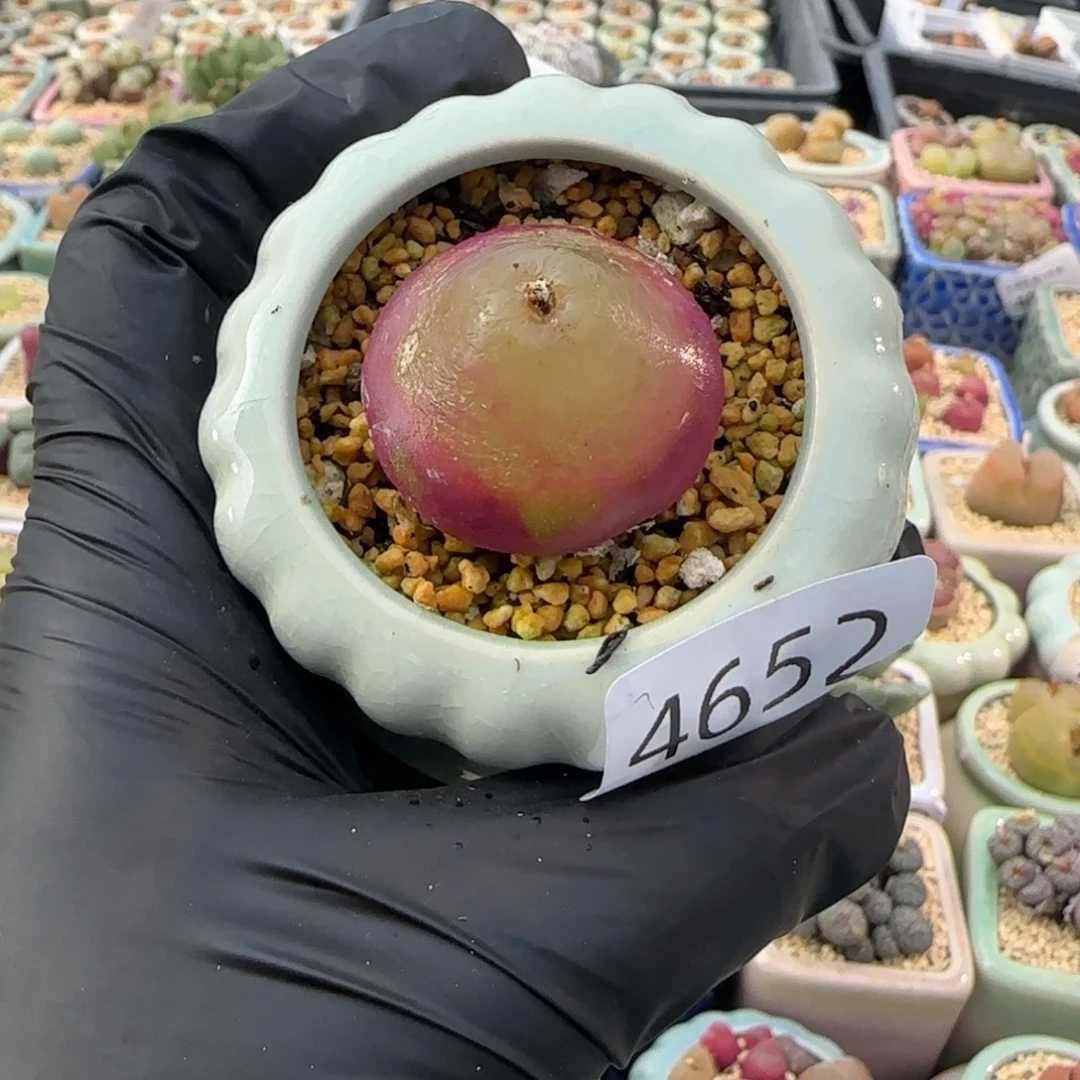 4652--一物一拍 带盆盆