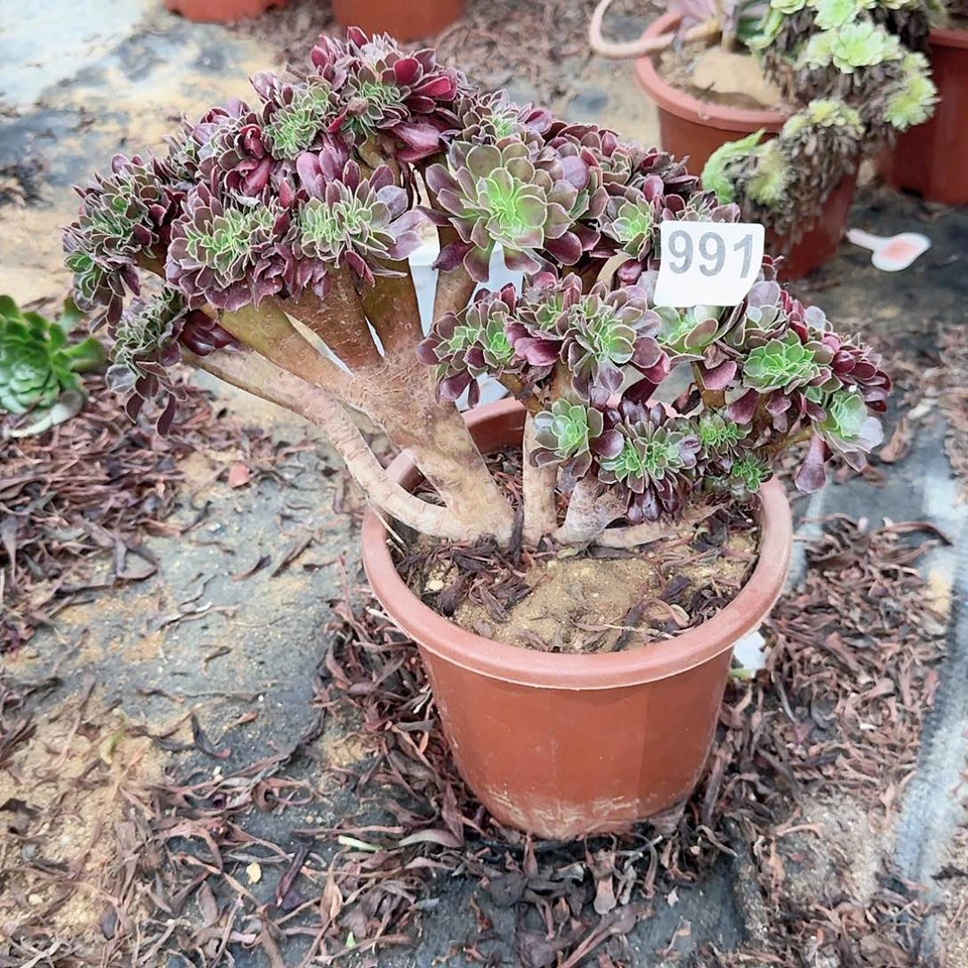 991欧紫一颗呀呀呀呀