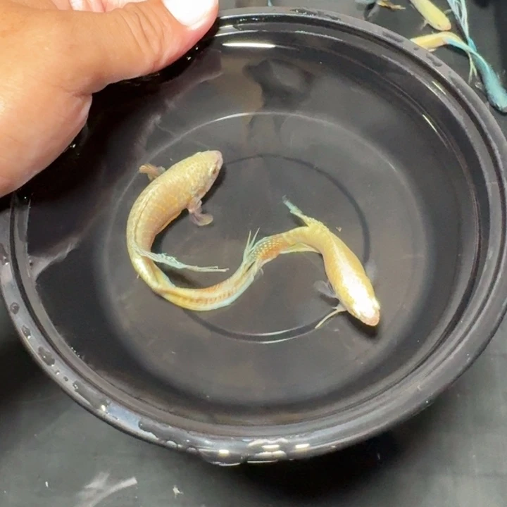 斗鱼直播间对图白蛇16