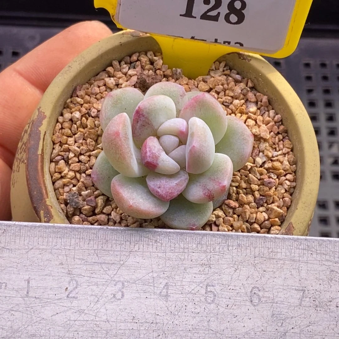 3128冰玉石化锦带锦