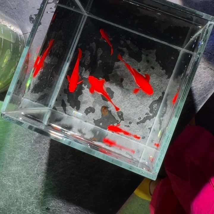 孔雀鱼双分水通背1对