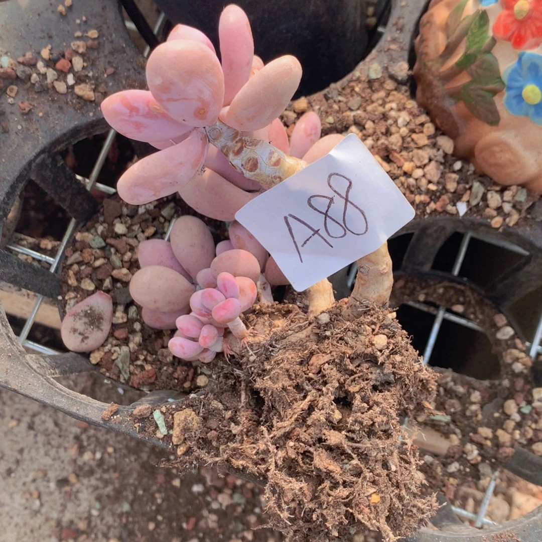 Y**A多肉桃蛋一单包邮