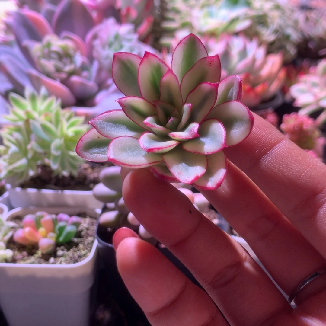 红花女王覆轮锦有根