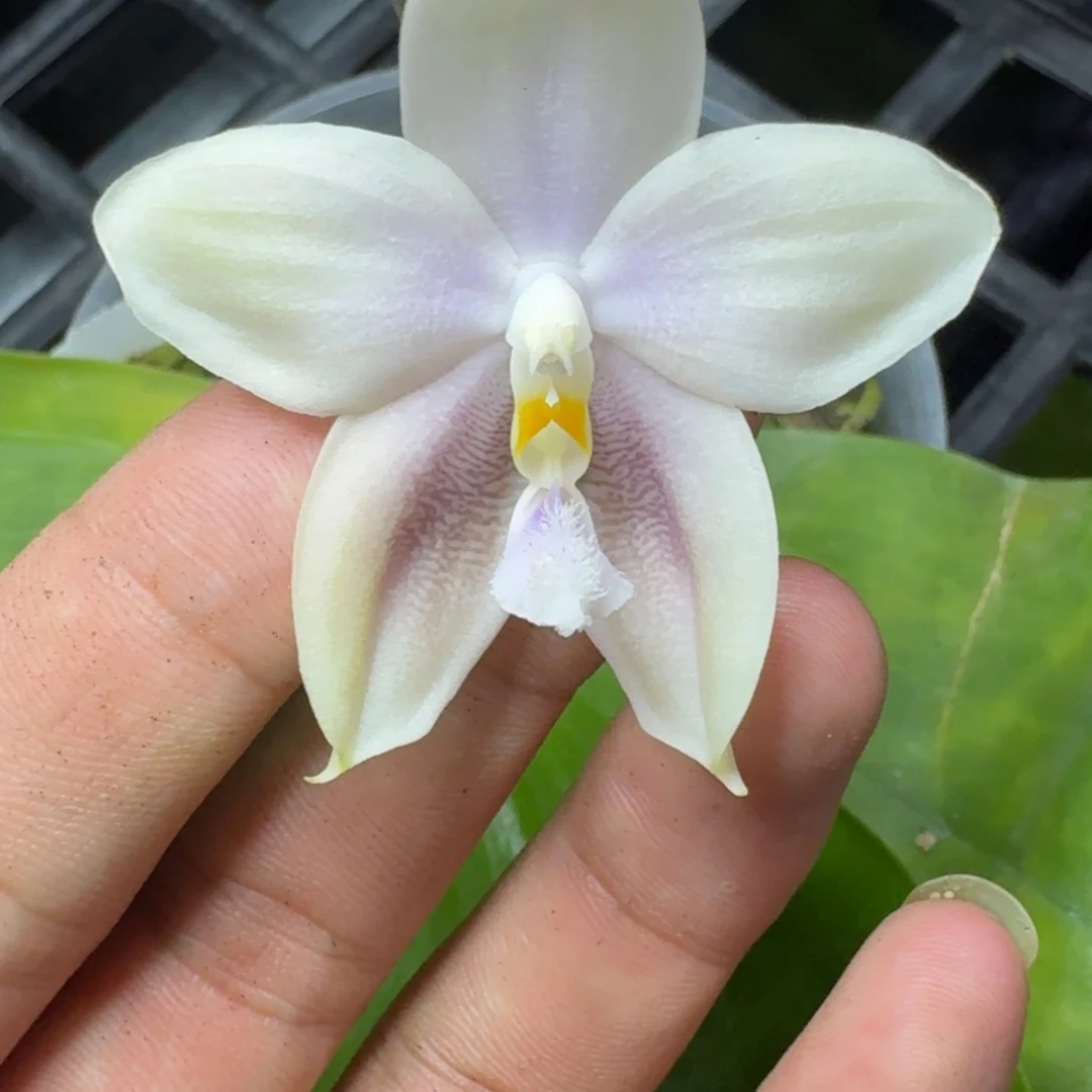 当前无花栽培后可以开花l718 瑕疵3.5没根小行星