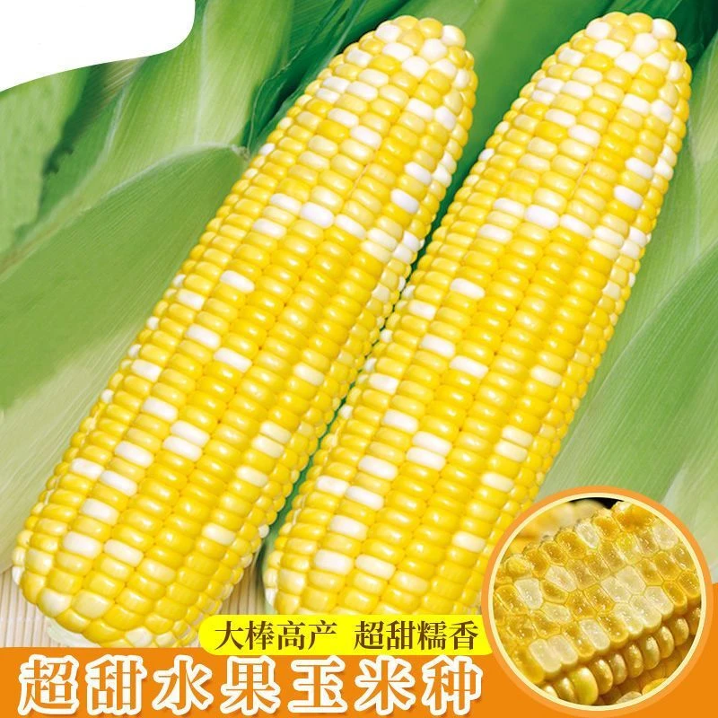 水果玉米种子金银栗玉米籽子四季高产双色玉米种子水果甜玉米