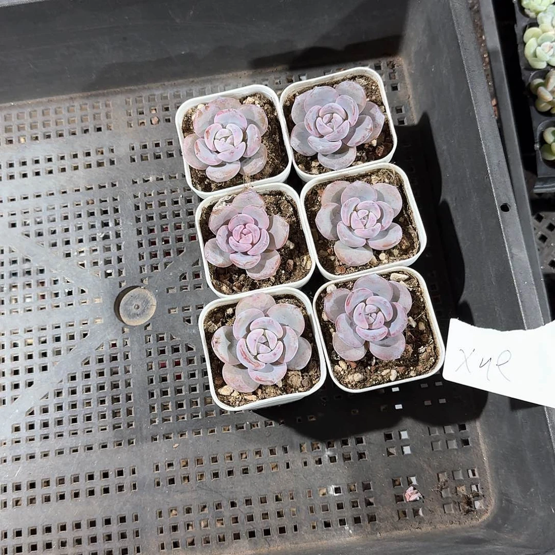 xue一物一拍专拍链接