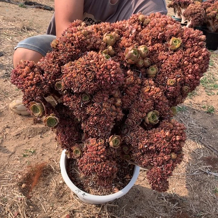 玫瑰朵朵包顺丰啊