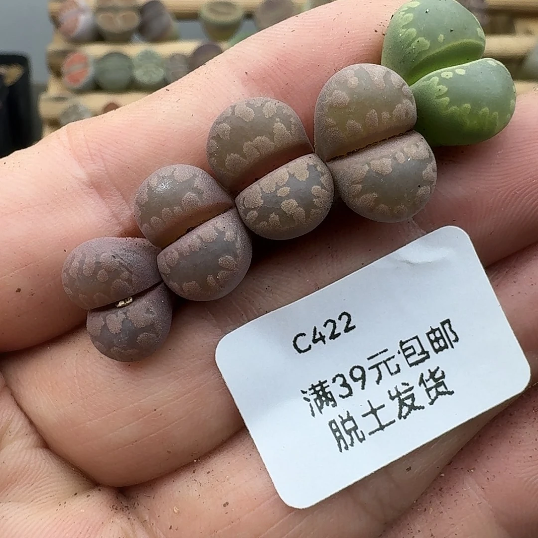燕***爷422多肉哈哈哈哈哈哈