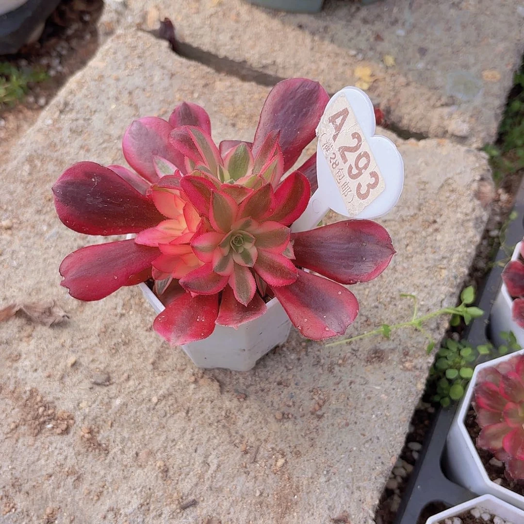 A293美杜莎一物一拍