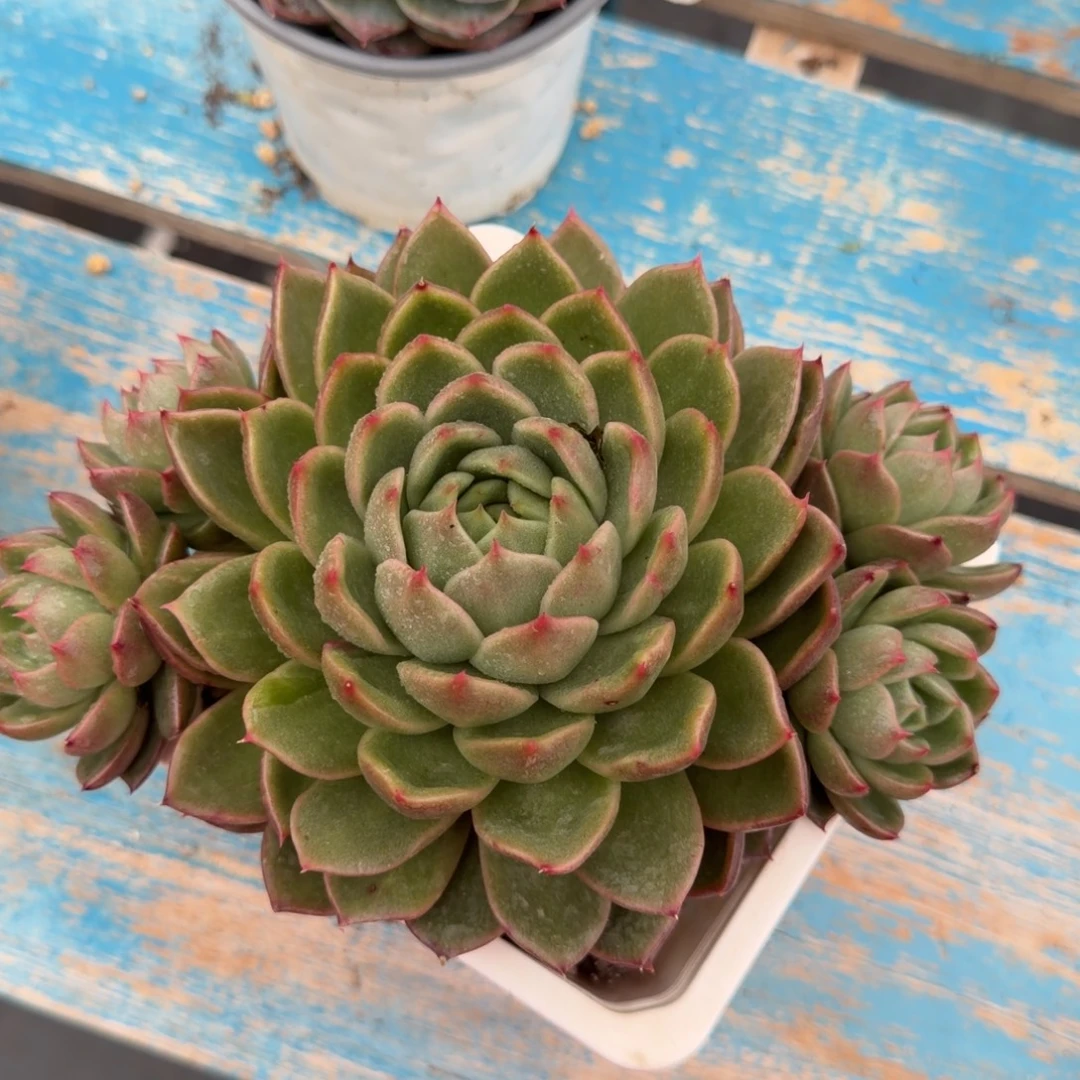 多肉植物一物一拍（22号）