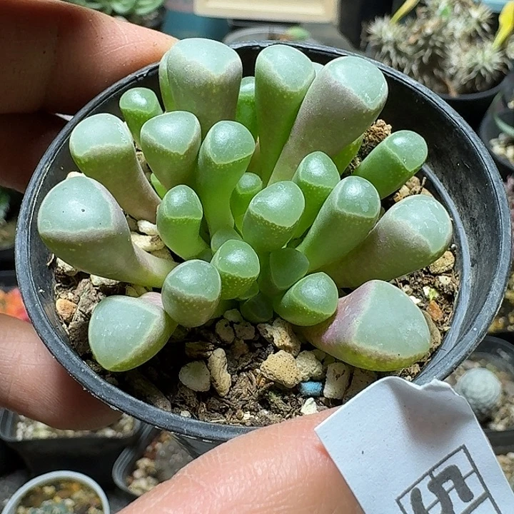 549五十铃玉带盆发货