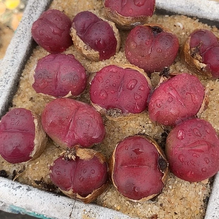 16519吕氏黑珍珠sp母本一颗