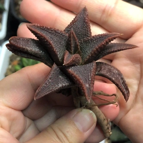 黑王寿哈哈哈哈哈哈哈哈