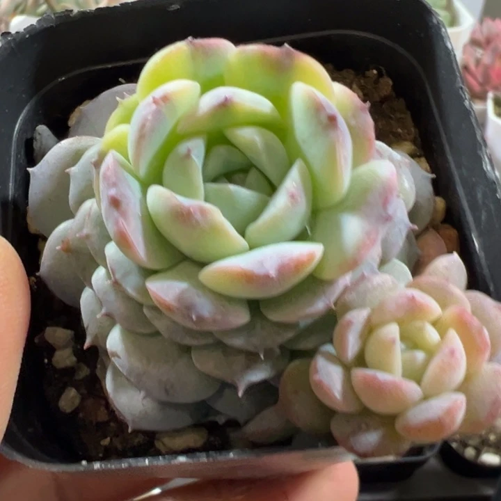 恩宠锦多肉植物494