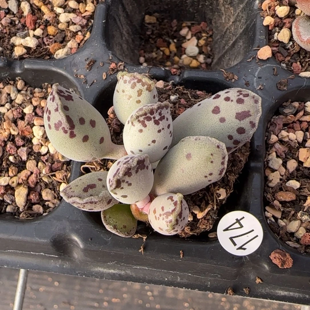 海豹多肉植物水泡174