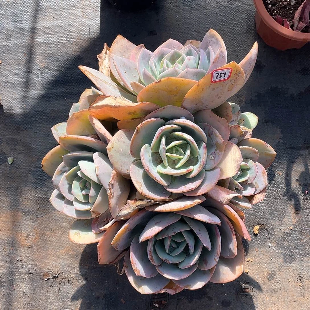 751凤一物一拍多肉