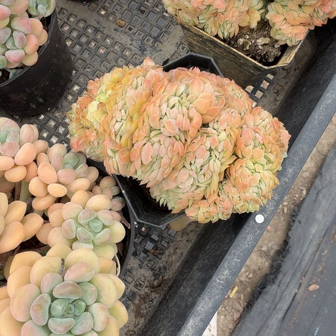 香水贝瑞缀化多肉植物