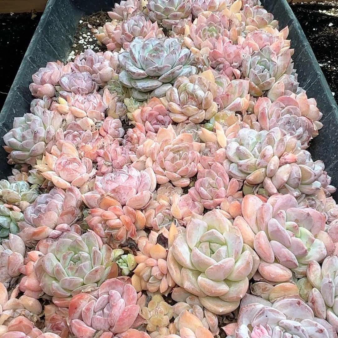 切糕 如图品质一整盘