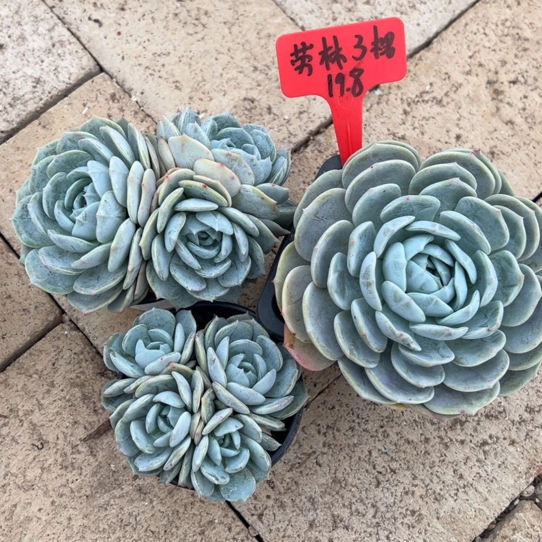 劳林 19.8。