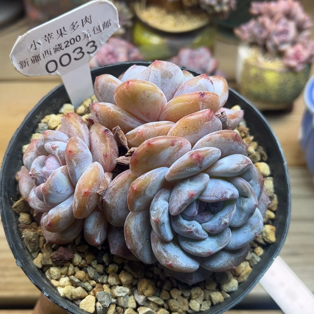 绿底紫心033/10cm3头