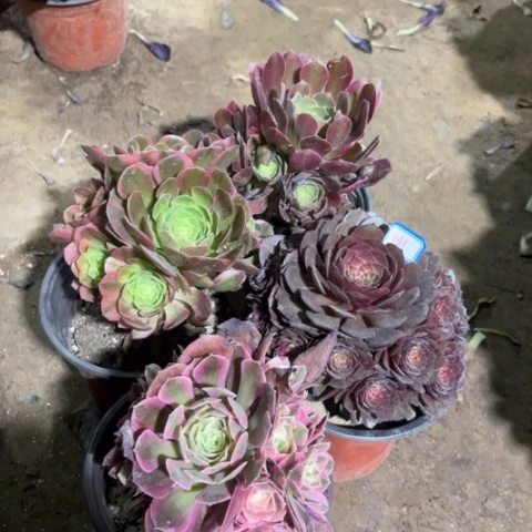 131多肉植物组合