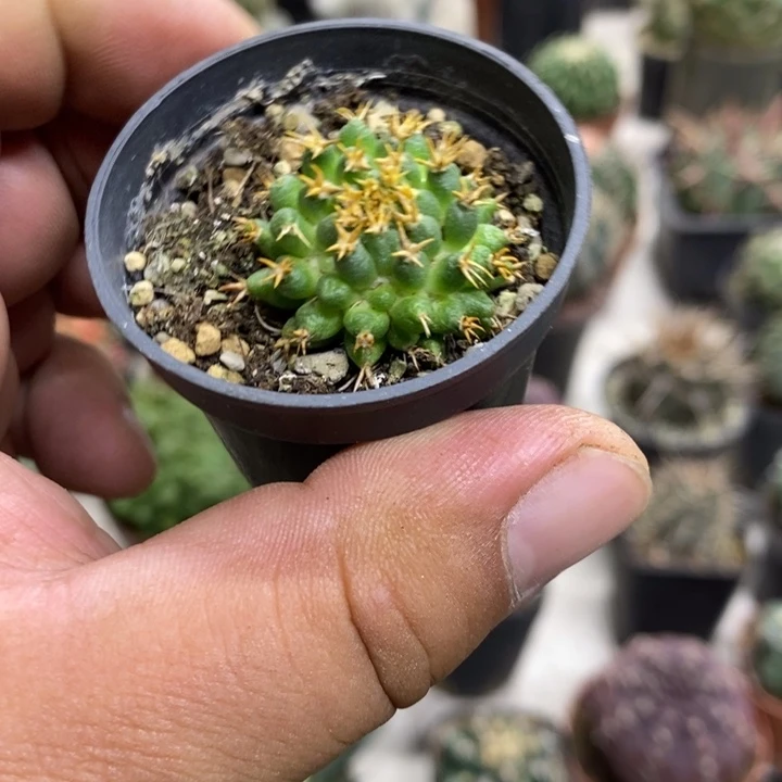 短豪刺情丝特价福利