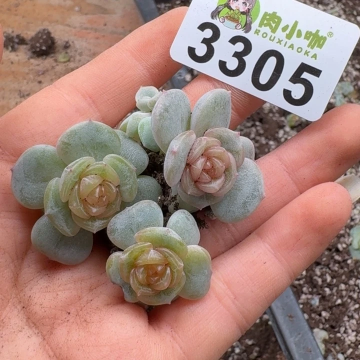 初****多肉植物多肉植物