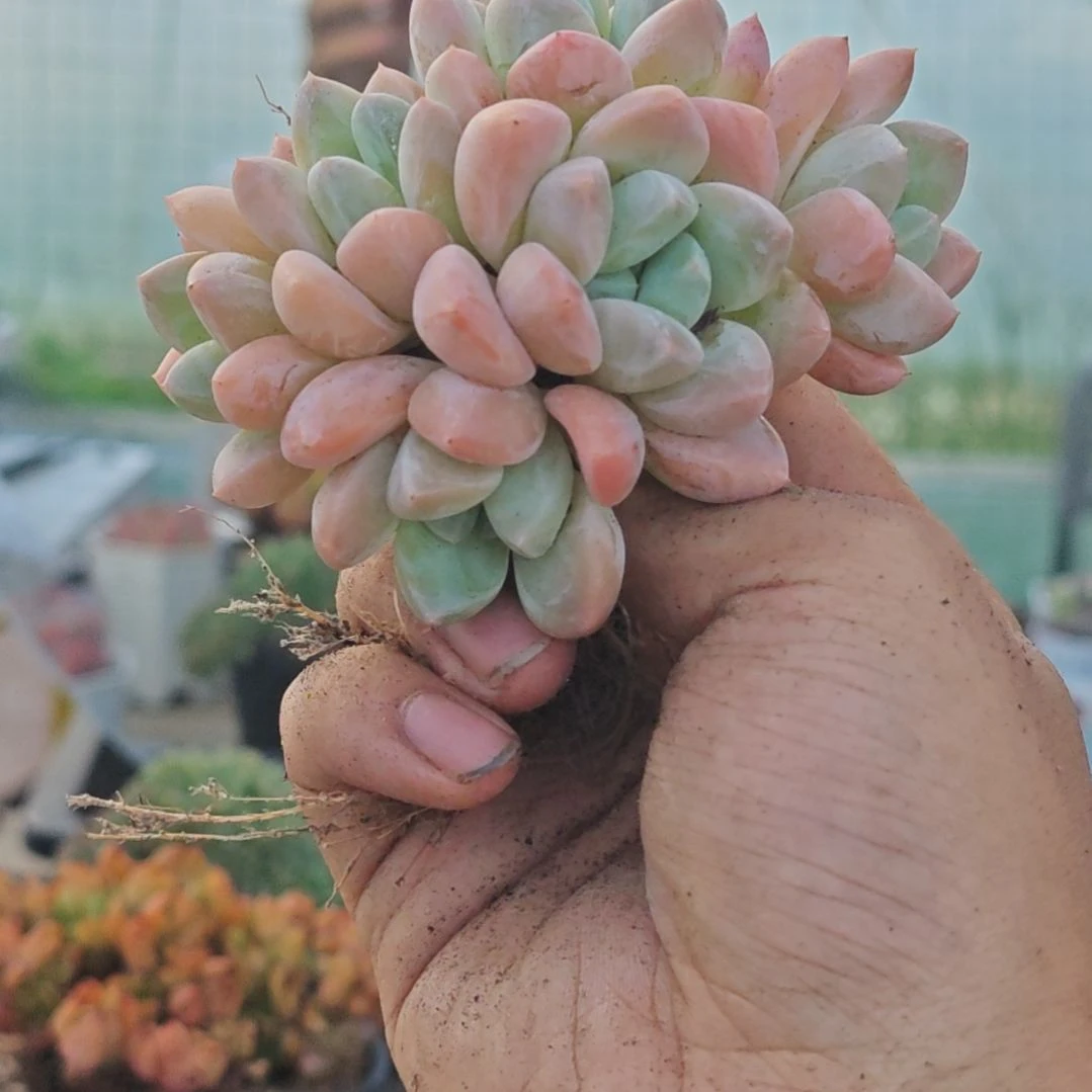 芙丽朵一物一拍，特惠福利