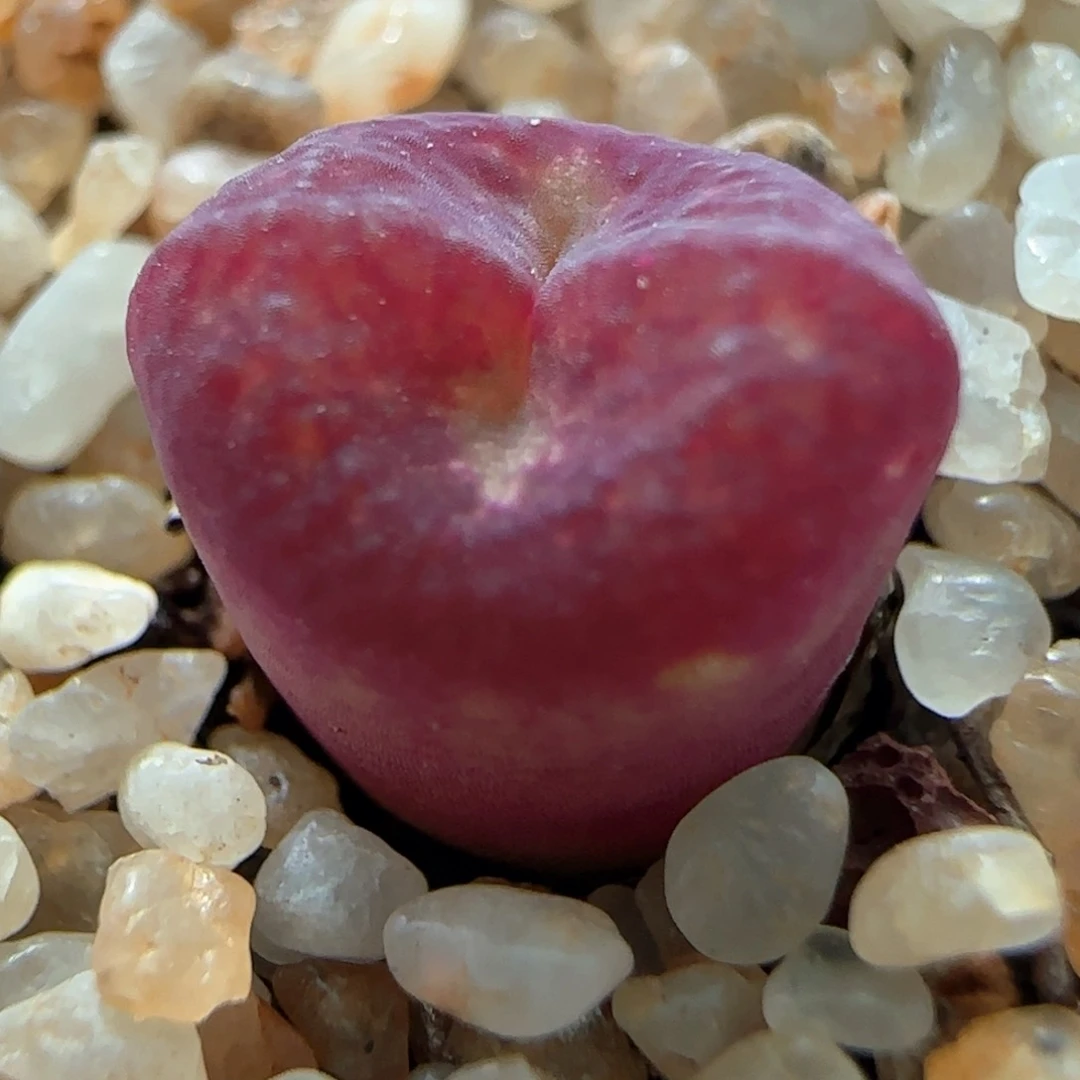 多肉植物黑洞吕杂78号