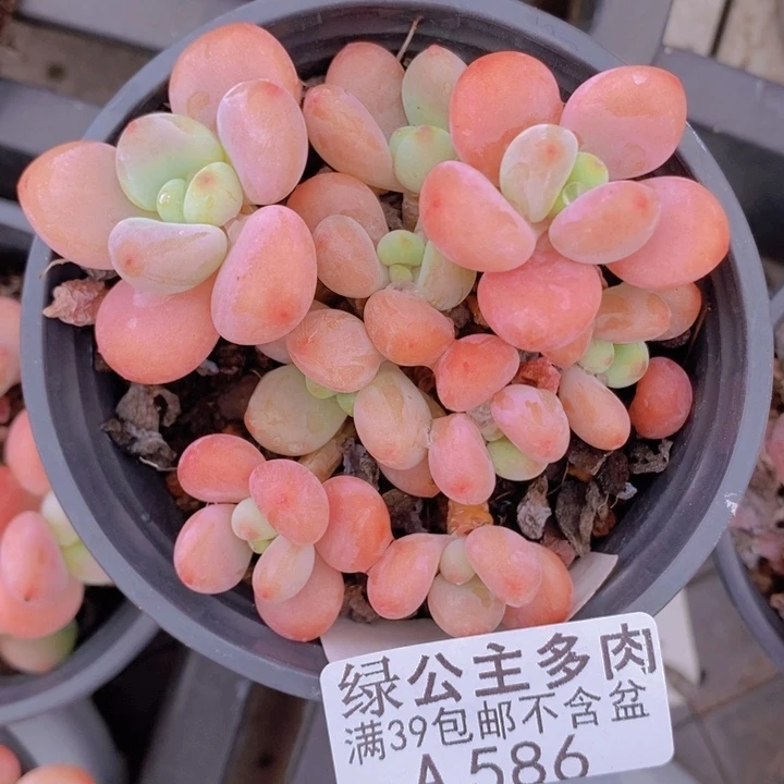 橘子香水洛神7cm586多肉植物