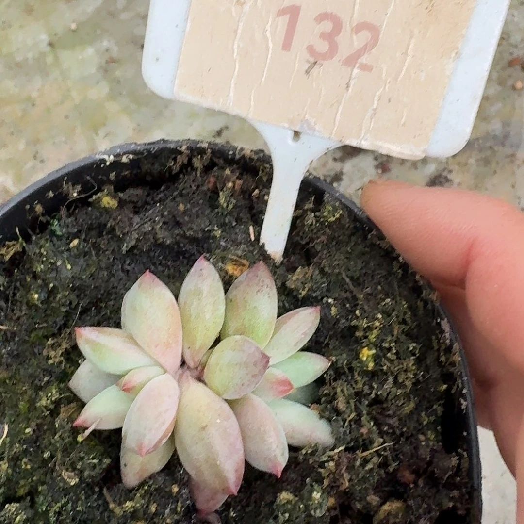 黄彩钻石鱼123456789101112