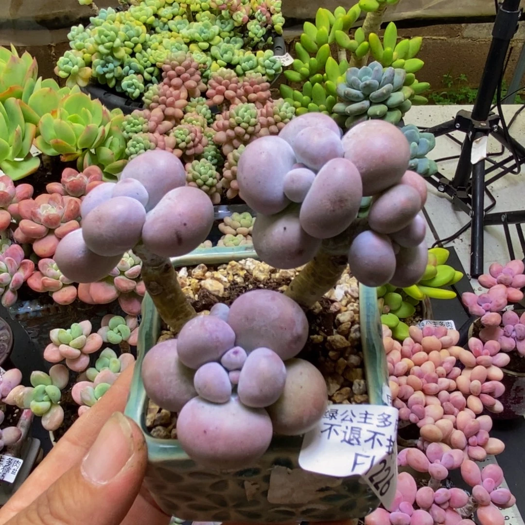 226芭比奶酪8cm多肉