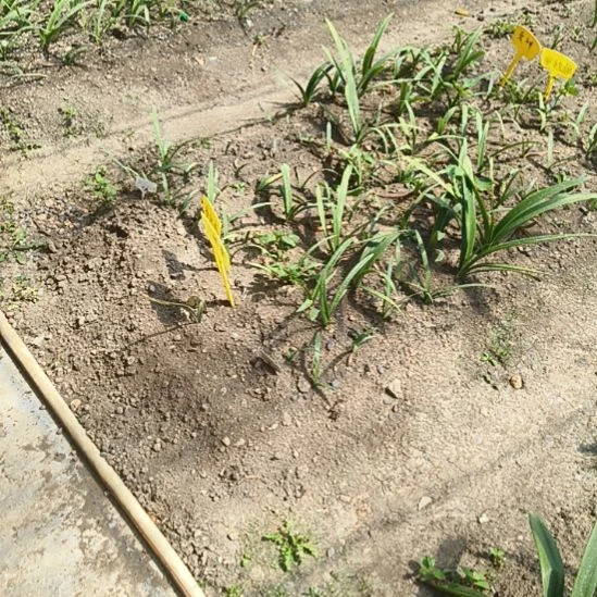 我***n完全开放孤保仙子4+带侧