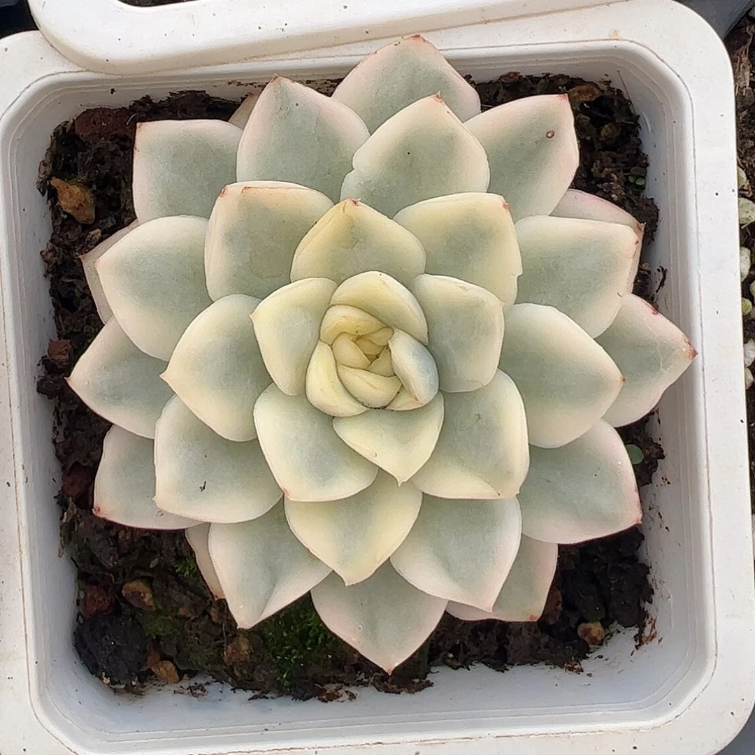 雪鸢锦 婕宝一物一拍