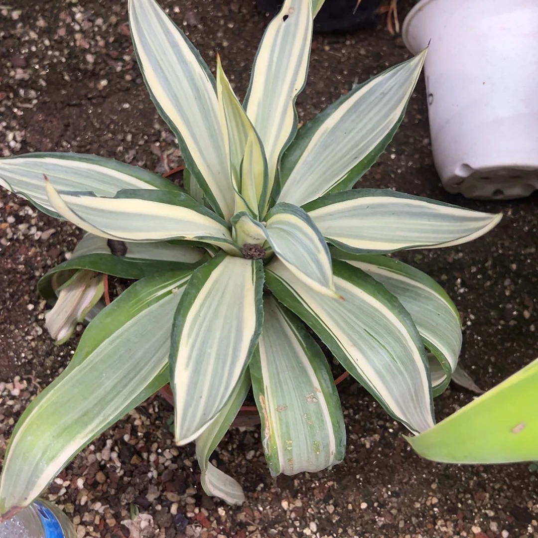 鹦鹉嘴中斑锦植物