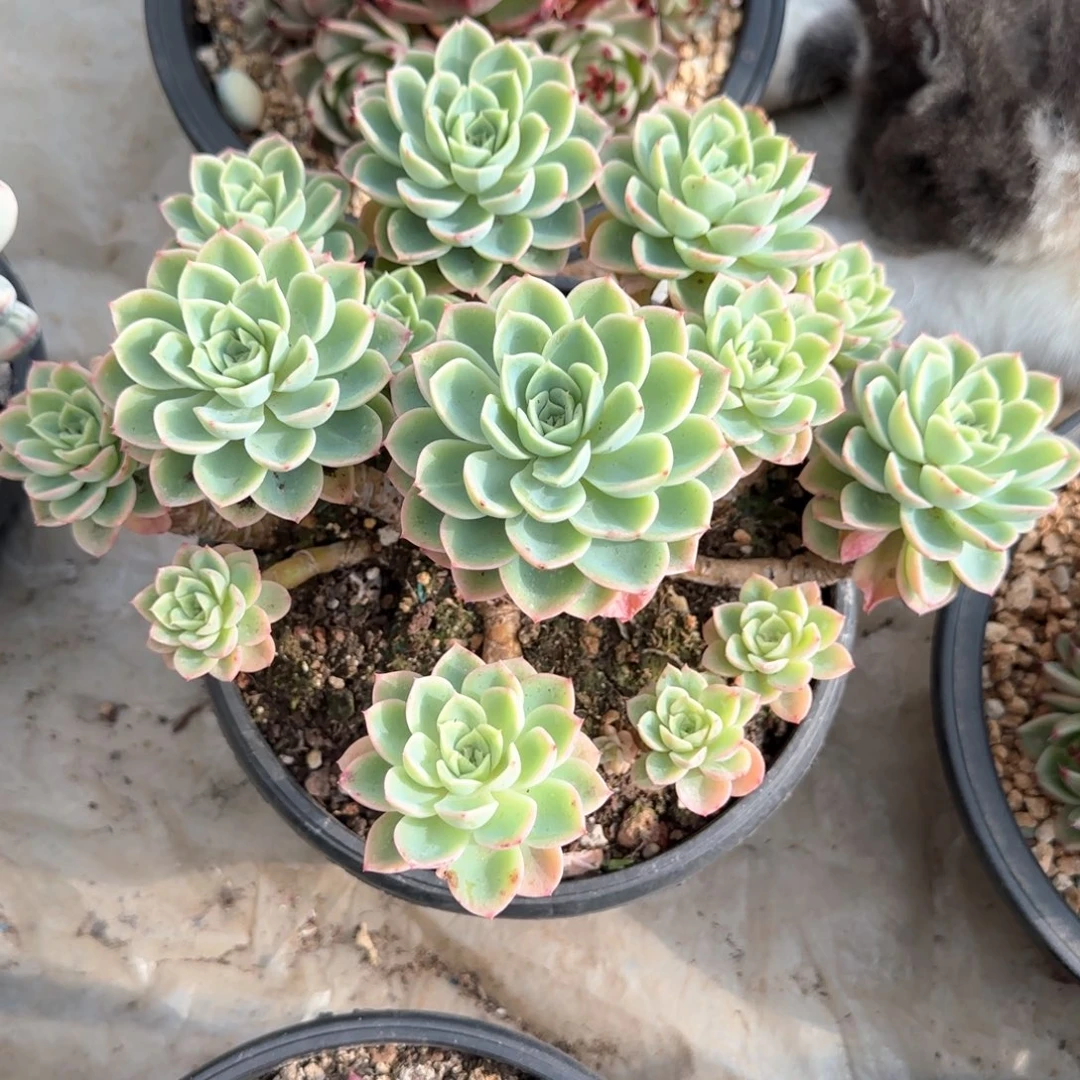 多肉植物多肉植物