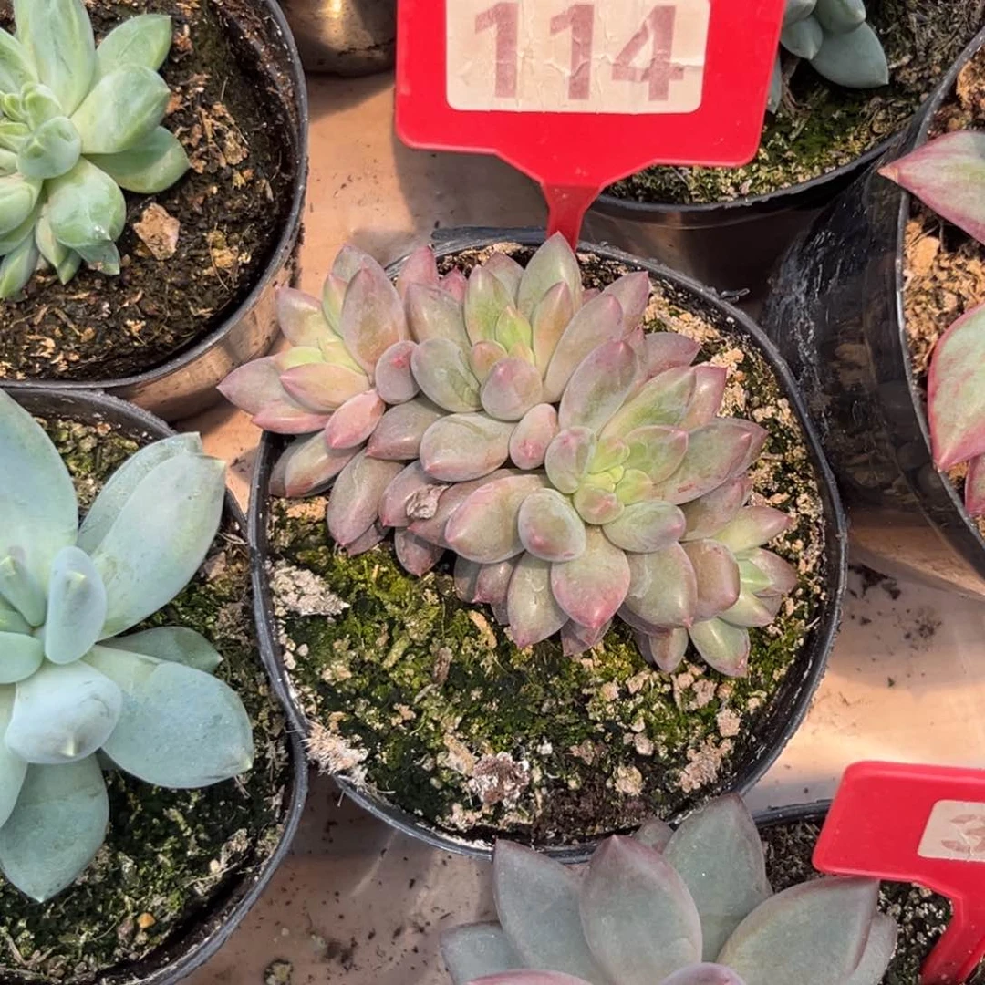 袁***儿多肉植物水晶球114