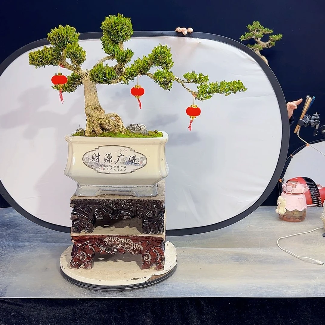 高端黄杨盆景艺术