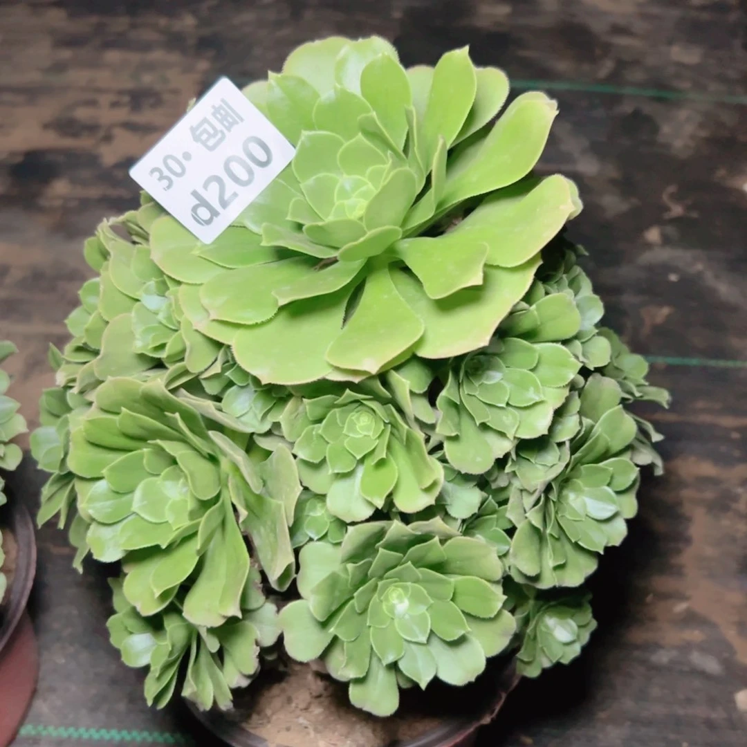 200绿杨蓉多肉法师