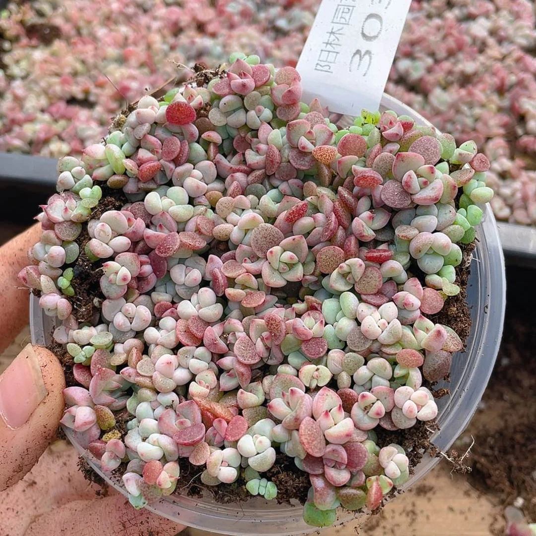 多肉植物多肉植物303